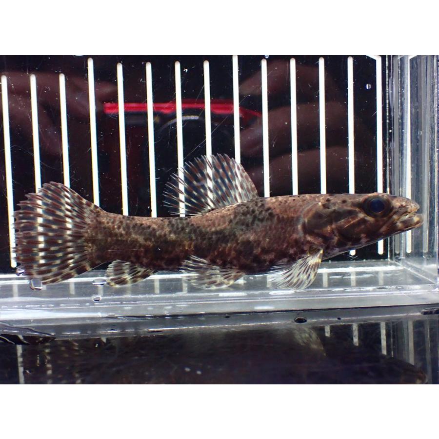 淡水魚】【通販】激レア産地 スリナム共和国 リアルタライロン ニッケ 