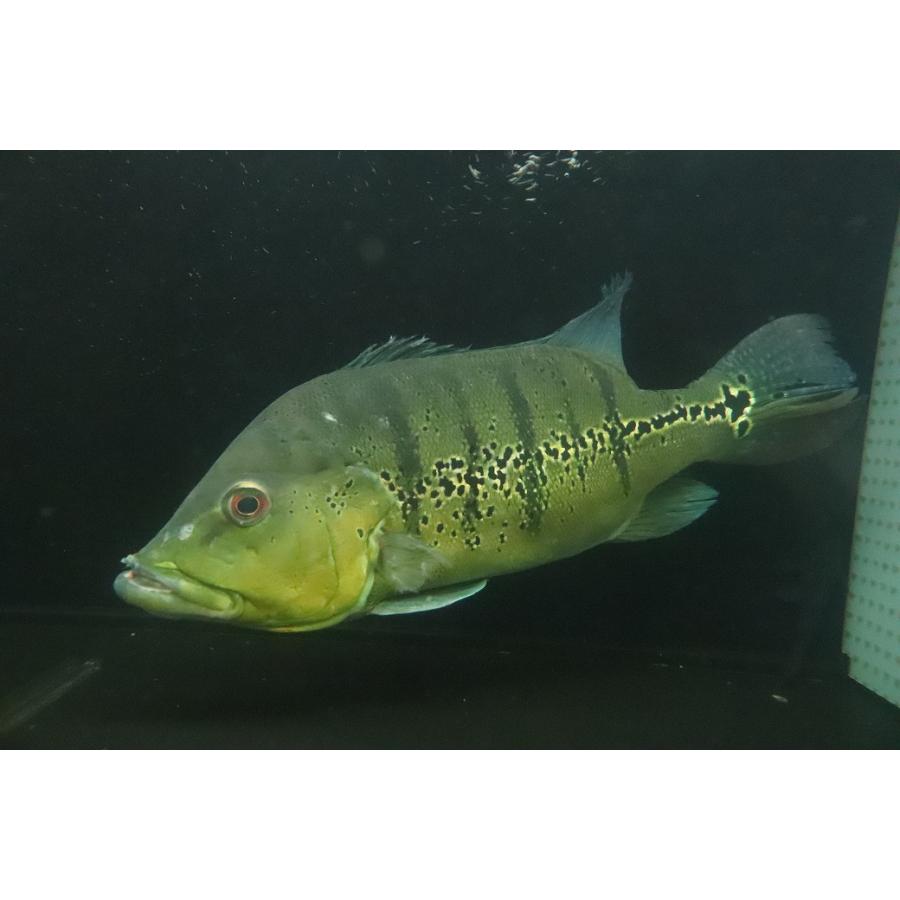 淡水魚】【通販】爆安 ビッグサイズ キクラ メラニアエ【個体販売 