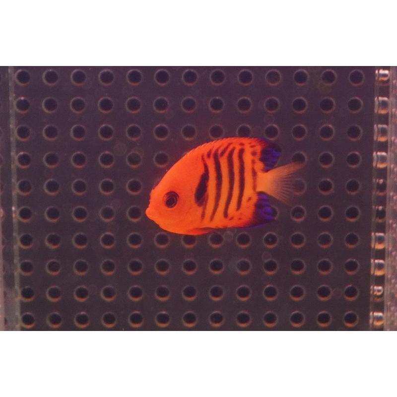 海水魚 ヤッコ フレームエンゼル S 個体販売 No 5 生体 Ad01 ペットバルーン ヤフー店 通販 Yahoo ショッピング