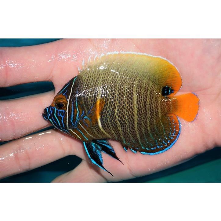 国産 海水魚 ヤッコ アデヤッコ Sm 個体販売 9cm No 3 生体 楽天 Test Pendarnet Com
