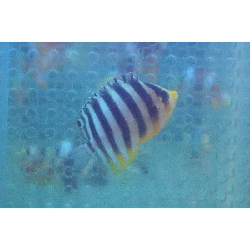 最も優遇 海水魚 状態良好 シマヤッコ Xs 個体販売 3 5 4cm No 5 生体 Ad01 ペットバルーン ヤフー店 通販 Yahoo ショッピング 楽天ランキング1位 Puddlesandsun Co Uk