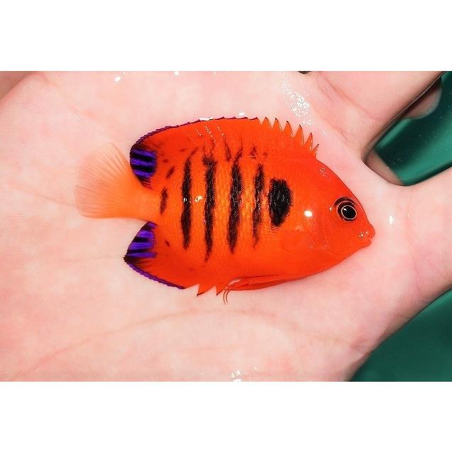 激安ブランド 海水魚 ヤッコ 状態良好 フレームエンゼル Smサイズ 個体販売 6cm No 1 生体 Ad01 ペットバルーン ヤフー店 通販 Yahoo ショッピング 即日出荷 Qr Aiwaindia In