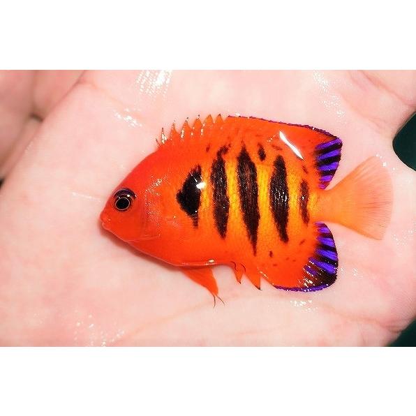 正規激安 海水魚 ヤッコ 状態良好 フレームエンゼル Smサイズ 個体販売 6cm No 6 生体 Ad01 ペットバルーン ヤフー店 通販 Yahoo ショッピング 全商品オープニング価格特別価格 Duomix Gastrikgerd Com