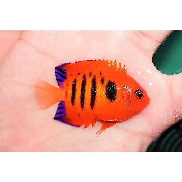 最適な価格 海水魚 ヤッコ 状態良好 フレームエンゼル Smサイズ 個体販売 6cm No 7 生体 Ad01 ペットバルーン ヤフー店 通販 Yahoo ショッピング 最安値に挑戦 Www Andiscampania It