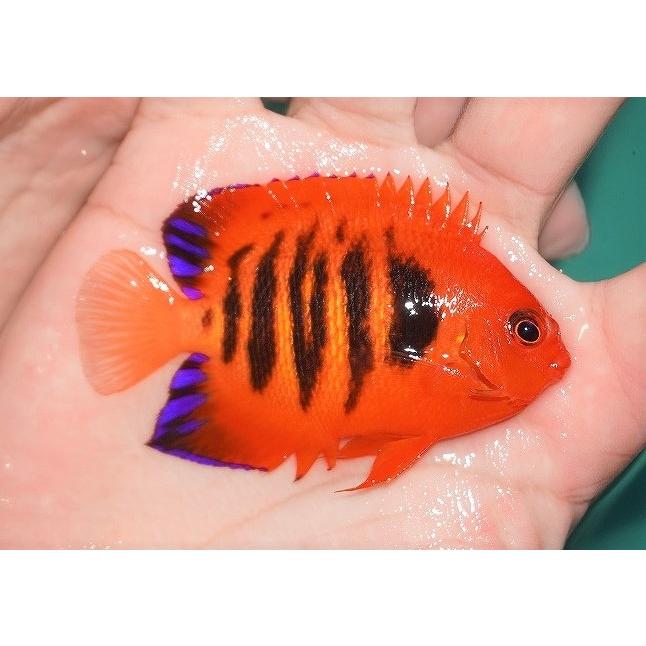 人気が高い 海水魚 ヤッコ 状態良好 フレームエンゼル Lサイズ 個体販売 8cm No 27 生体 Ad01 ペットバルーン ヤフー店 通販 Yahoo ショッピング 国産 Avacoustics In