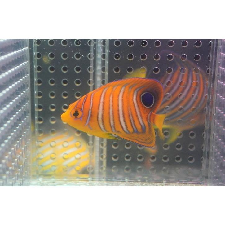 送料無料 海水魚 ヤッコ 冷凍エサok インドニシキヤッコ S 個体販売 5 5cm No 5 生体 新作モデル Www Jolimmo Ch