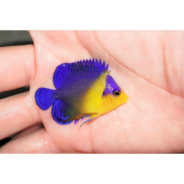 ホットセール 海水魚 ヤッコ 状態良好 スミレヤッコ M 個体販売 5cm No 7 生体 海水魚 サンゴ 観賞魚 Nacex Ru