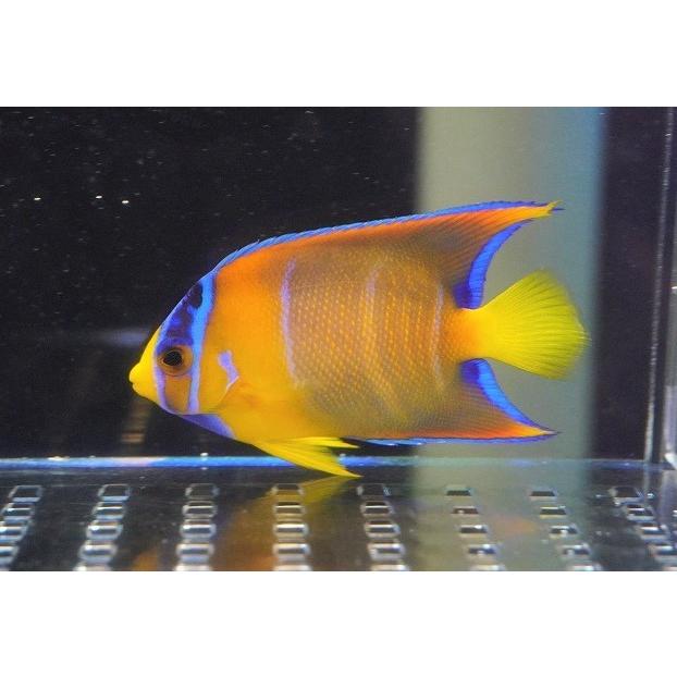 注目ブランド 海水魚 海水魚 観賞魚 生体 ブラジル 個体販売 7cm No 6 生体 海水魚 ヤッコ 人工飼料ok クイーンエンゼル Sm アクアリウム ペット 観賞魚生体 Oyostate Gov Ng