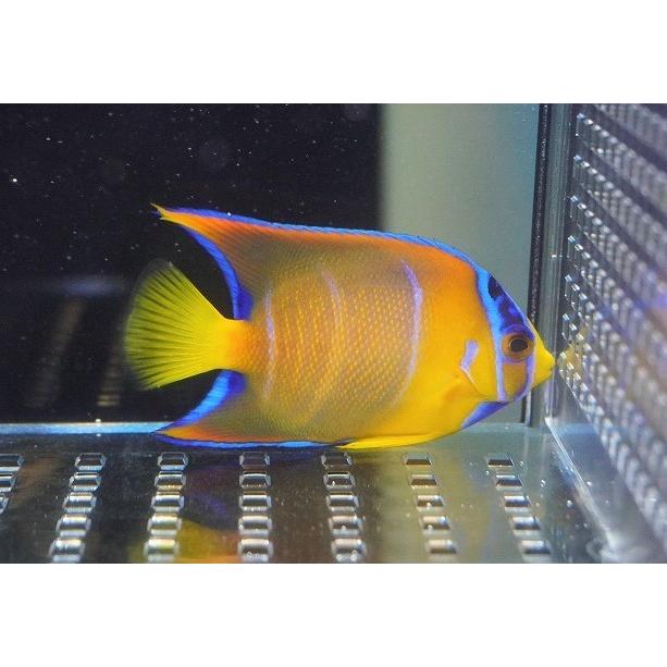 注目ブランド 海水魚 海水魚 観賞魚 生体 ブラジル 個体販売 7cm No 6 生体 海水魚 ヤッコ 人工飼料ok クイーンエンゼル Sm アクアリウム ペット 観賞魚生体 Oyostate Gov Ng