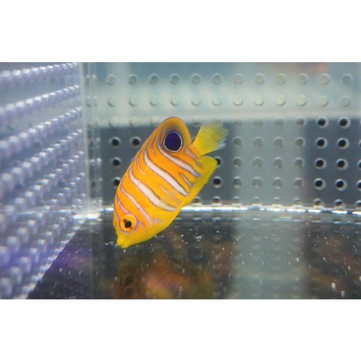 22年最新入荷 海水魚 ヤッコ 冷凍ブラインok インドニシキヤッコ Xs 個体販売 4cm No 3 生体 アクアリウム ペット 生体 海水魚 海水魚 観賞魚 観賞魚生体 Accesvertical Es