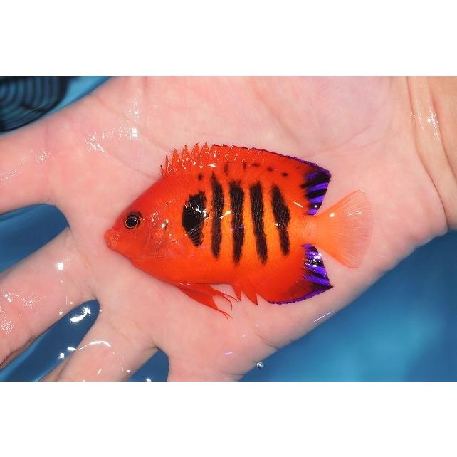 売り出し超高品質 海水魚 ヤッコ 状態良好 フレームエンゼル Lサイズ 個体販売 8cm No 23 生体 免税 通販 Ssl Daikyogo Or Jp