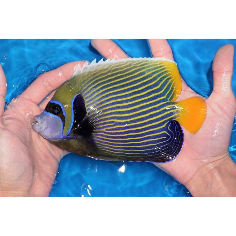 アクセサリー通販 海水魚 ヤッコ 冷凍ブラインok タテジマキンチャクダイ Lサイズ 個体販売 cm 生体 オンラインストア販促 Ssl Daikyogo Or Jp