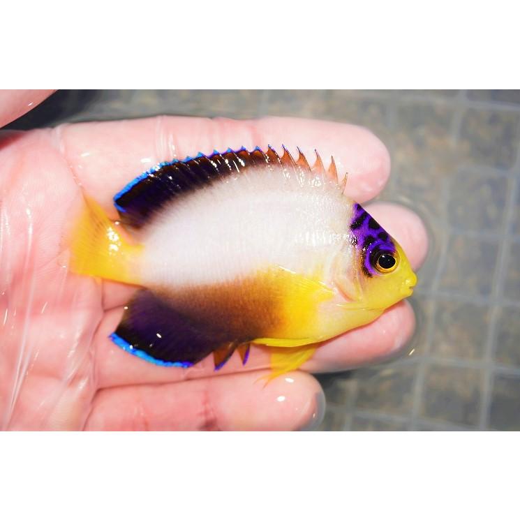 【海水魚・ヤッコ】人工飼料OK♪マルチカラーエンゼル(ML)(個体販売)(±7.5cm)No.5(生体)|petballoonshop|02