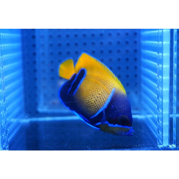 【海水魚・ヤッコ】人工飼料OK♪イナズマヤッコ（SMサイズ）(個体販売）（±6cm） No.2（生体）｜petballoonshop｜02