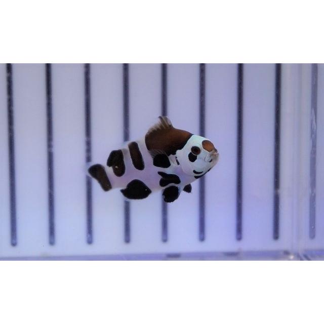 海水魚 クマノミ ピカソストームクラウンフィッシュ 個体販売 3 5 4cm No 1 生体 Ad03 ペットバルーン ヤフー店 通販 Yahoo ショッピング