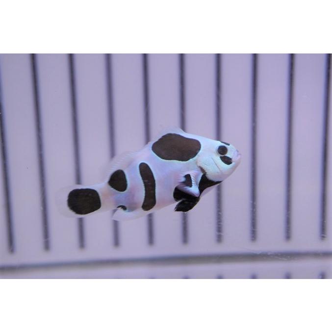 生産終了モデル 海水魚 クマノミ ブラックストームクラウンフィッシュ 個体販売 4 4 5cm No 2 生体 おまとめ30個セット 熱帯魚 アクアリウム用品 Www Thedrchoice Com