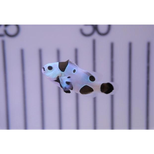 訳ありセール 格安 観賞魚 海水魚 海水魚 生体 アクアリウム ペット 海水魚 クマノミ ブラックストームクラウンフィッシュ 個体販売 4 4 5cm No 17 生体 観賞魚生体 3a Uniforms Com