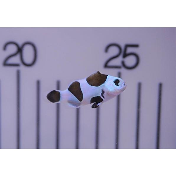 訳ありセール 格安 観賞魚 海水魚 海水魚 生体 アクアリウム ペット 海水魚 クマノミ ブラックストームクラウンフィッシュ 個体販売 4 4 5cm No 17 生体 観賞魚生体 3a Uniforms Com