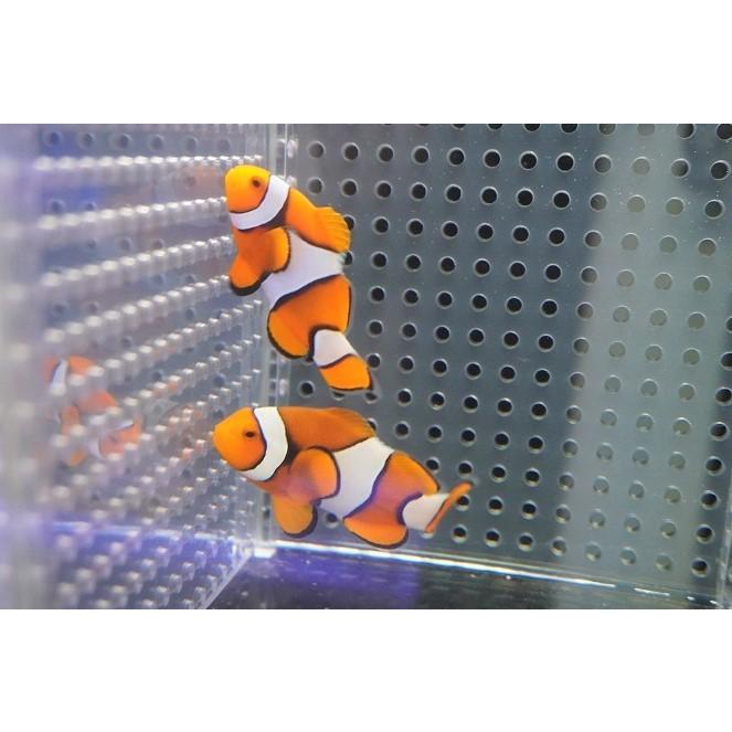 コンピューター 海水魚 クマノミ ペルクラウンアネモネフィッシュ ペア 個体販売 4 5cm No 3 生体 最終値下げ Moliya Tj