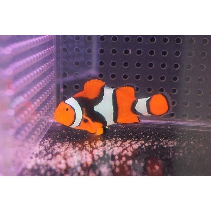 海水魚 クマノミ Wild ペルクラウンアネモネフィッシュ Lサイズ 個体販売 6cm No 1 生体 Renaded Com