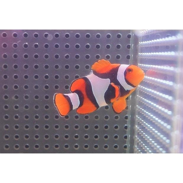 海水魚 クマノミ Wild ペルクラウンアネモネフィッシュ Lサイズ 個体販売 6 5cm No 3 生体 Renaded Com