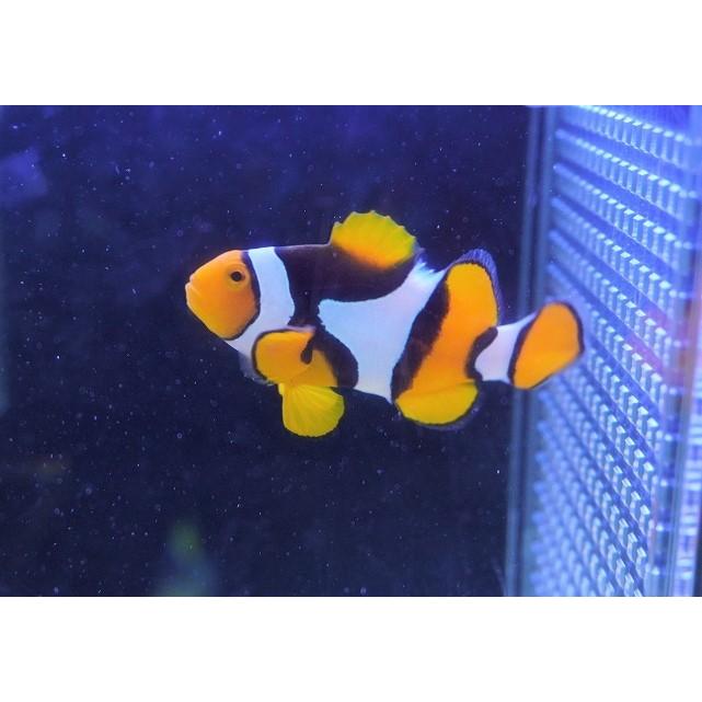 ペルクラウンアネモネフィッシュ Lサイズ 個体販売 5 5 6cm No 8 生体 海水魚 クマノミ Wild Www Nomadafricamag Com