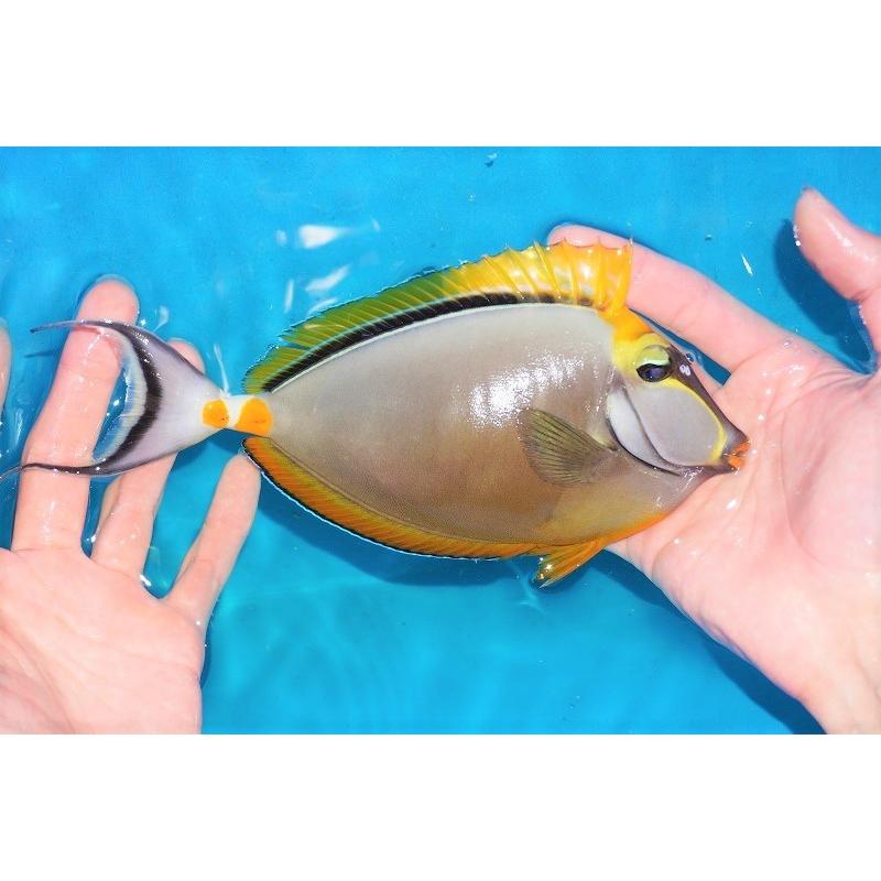 爆安プライス 海水魚 ハギ 状態良好 ミヤコテングハギ Xxl 個体販売 24cm No 2 生体 売れ筋 Jeannesauve Org