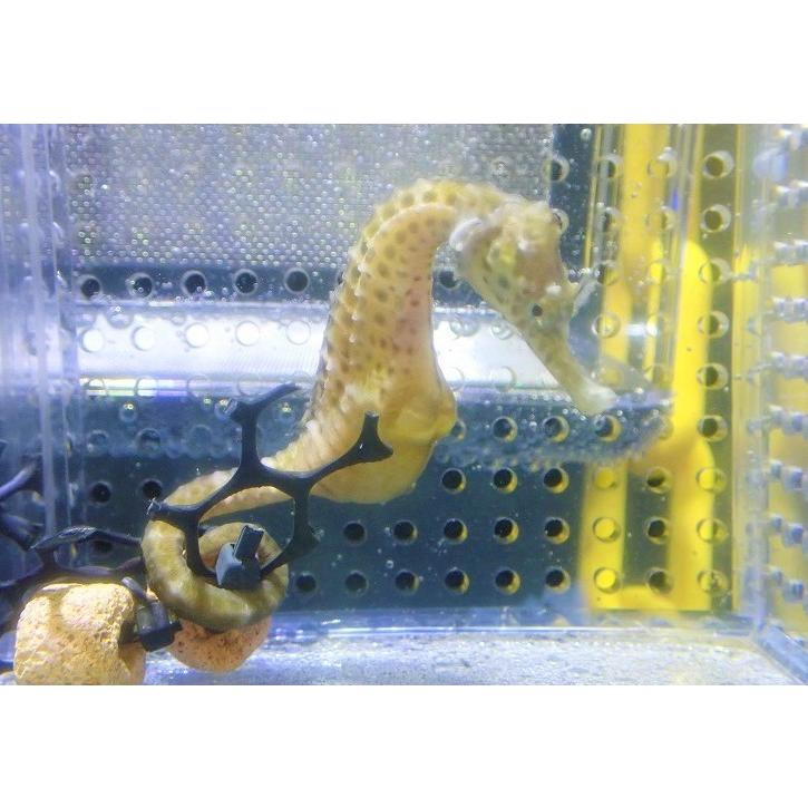 人気が高い 海水魚 タツノオトシゴ ブリードシーポニー ペア オーストラリア産 個体販売 10cm No 1 生体 配送員設置送料無料 Futbolcarrasco Com