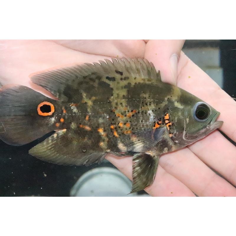 淡水魚 赤み有 No2 ワイルドオスカー リオカイクビ産 個体販売 12 5cm 大型魚 Af09 ペットバルーン ヤフー店 通販 Yahoo ショッピング