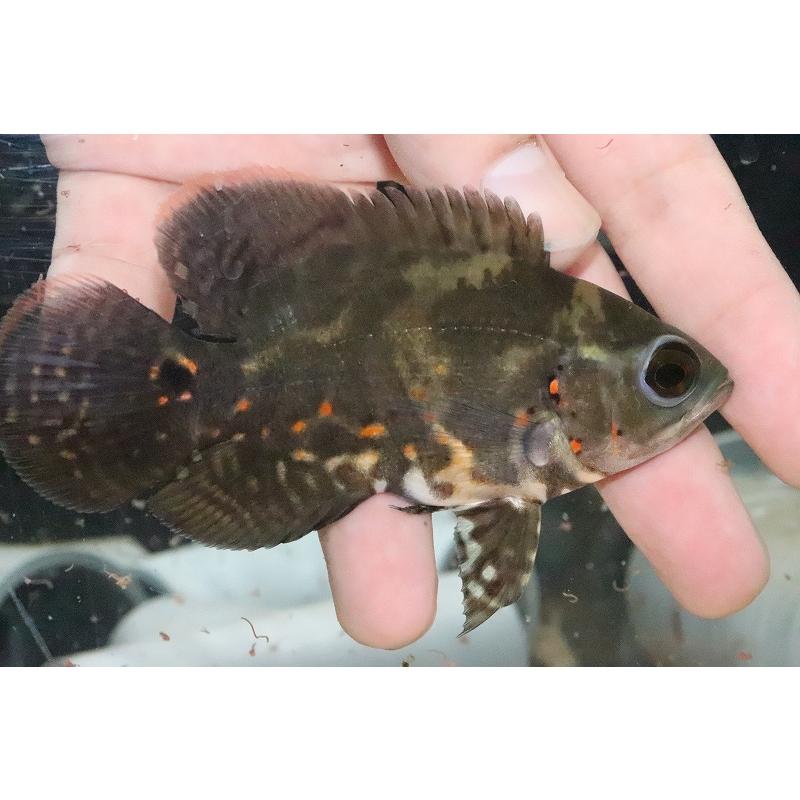 淡水魚 赤み有 ワイルドオスカー ラーゴアカラ産 個体販売 10cm 大型魚 Af09 ペットバルーン ヤフー店 通販 Yahoo ショッピング