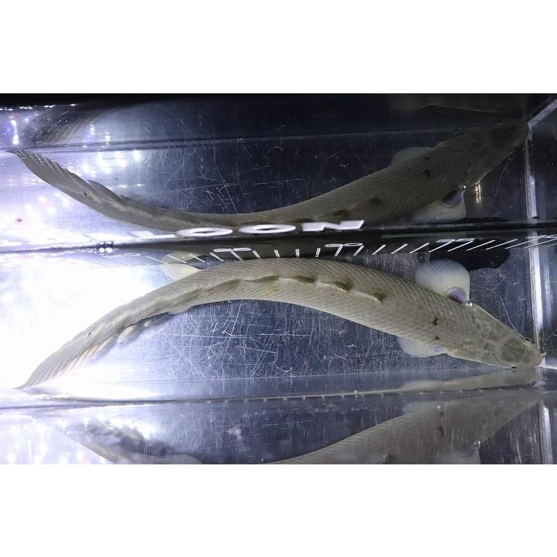 ポリプテルスセネガルス トゥルカナ産2匹