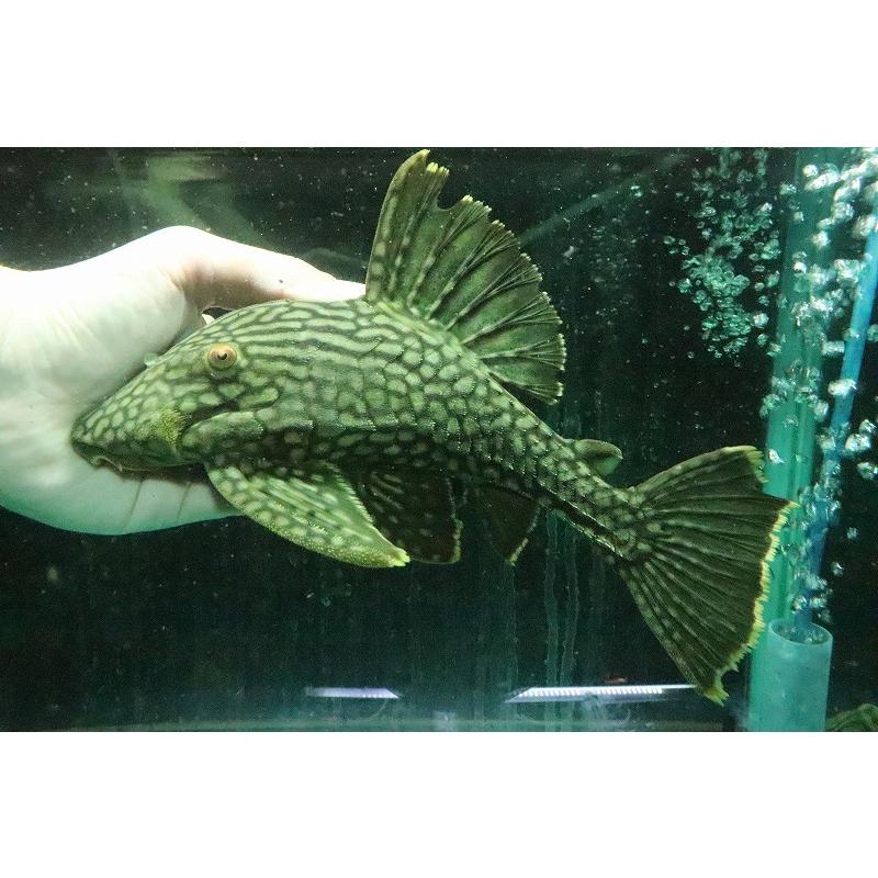 淡水魚 大特価 大きめ No3 ハーフスポットロイヤルプレコ ワイルド 個体販売 24cm プレコ Af17 ペットバルーン ヤフー店 通販 Yahoo ショッピング