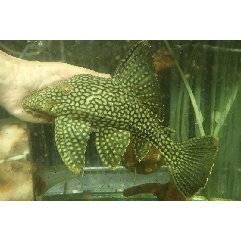新到着 ワイルド 個体販売 28cm プレコ フルスポットロイヤルプレコ 美個体 淡水魚 超大特価 観賞魚生体