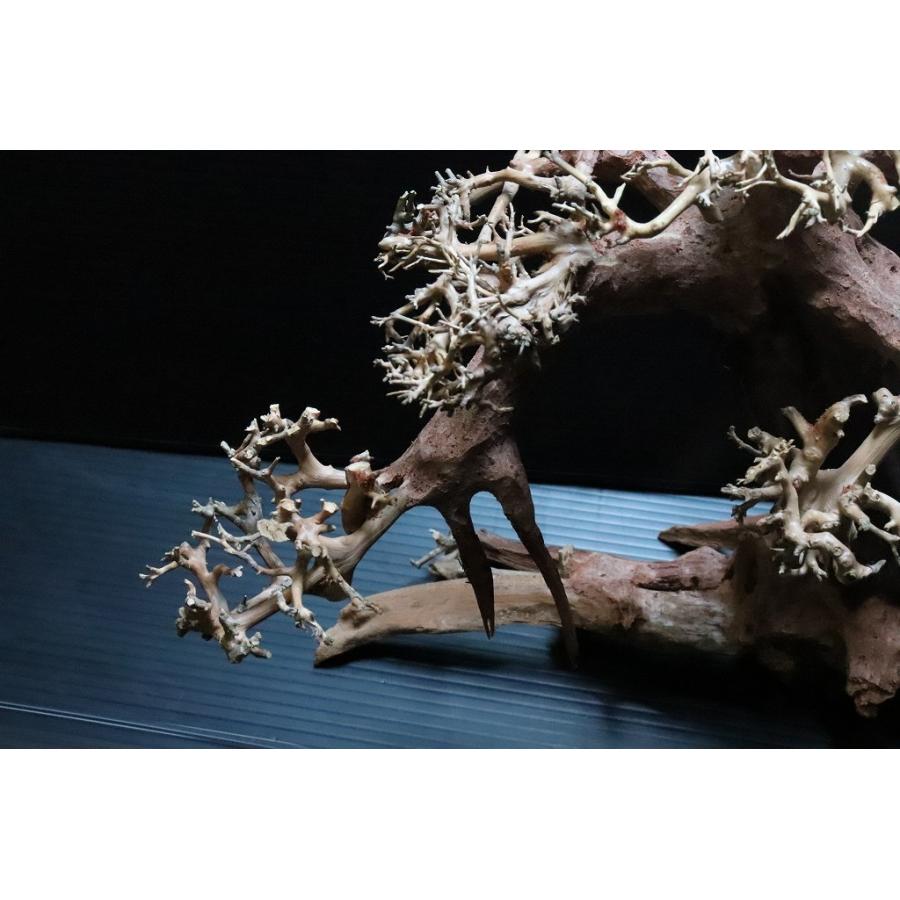 水草 No A 極上 1点物 盆栽流木 個体販売 24 17 H25 Cm レイアウト流木 Af24 ペットバルーン ヤフー店 通販 Yahoo ショッピング