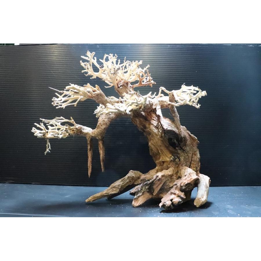 水草 No I 極上 1点物 盆栽流木 個体販売 25 17 H25 Cm レイアウト流木 Af24 ペットバルーン ヤフー店 通販 Yahoo ショッピング