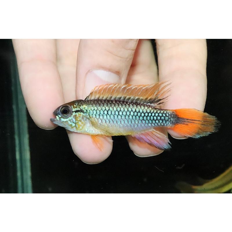 税込 No2 激レア 淡水魚 大特価 アピストグラマ 個体販売 アピストグラマ ブルーフレーム １ペア アガシジィ 観賞魚生体