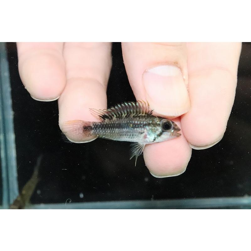 【淡水魚】激レア No1 アピストグラマ ジュルアエメラルド【１ペア 個体販売】(アピストグラマ)