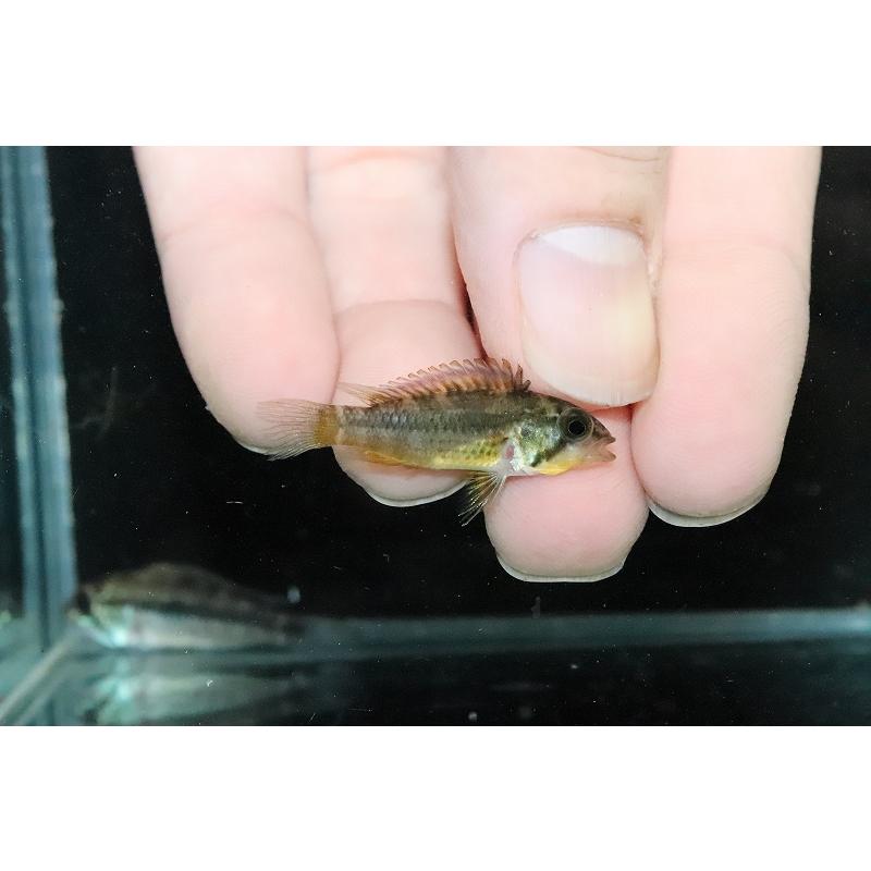 【淡水魚】激レア No1 アピストグラマ ジュルアエメラルド【１ペア 個体販売】(アピストグラマ) アピストグラマ