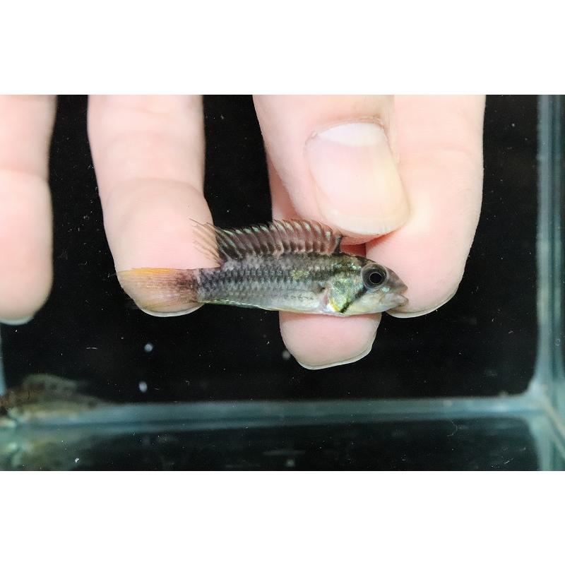 【淡水魚】激レア No1 アピストグラマ ジュルアエメラルド【１ペア 個体販売】(アピストグラマ)