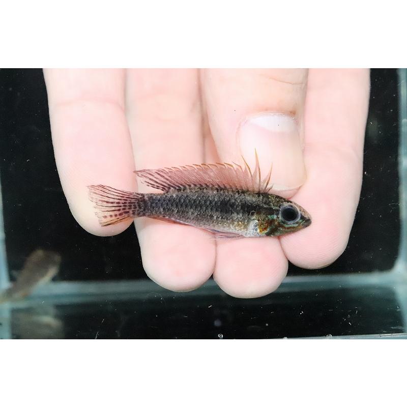 即納 アピストグラマ 頬赤 No1 淡水魚 特価 エリザベサエ 個体販売 アピスト ワイルド １ペア ネグロ産 レッド 観賞魚生体 Smssvg Org
