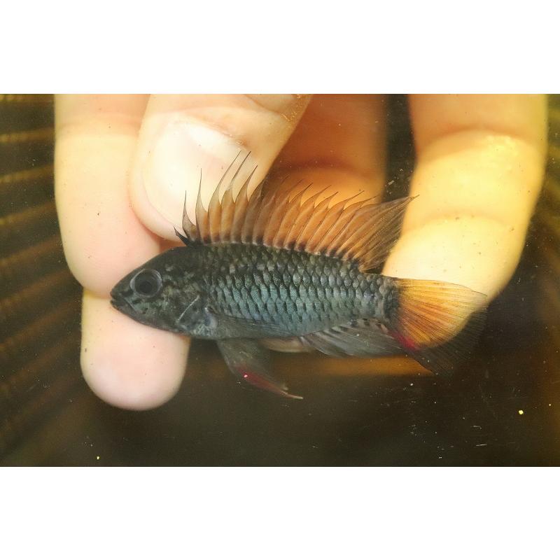 淡水魚 極上個体 No1 アピストグラマ Cfd21 マクマステリ リオメタ産 ワイルド １ペア 個体販売 Af29 ペットバルーン ヤフー店 通販 Yahoo ショッピング