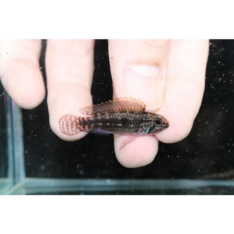 【淡水魚】No2 アピストグラマ sp ミウア ワイルド【１ペア 個体販売】(アピストグラマ)