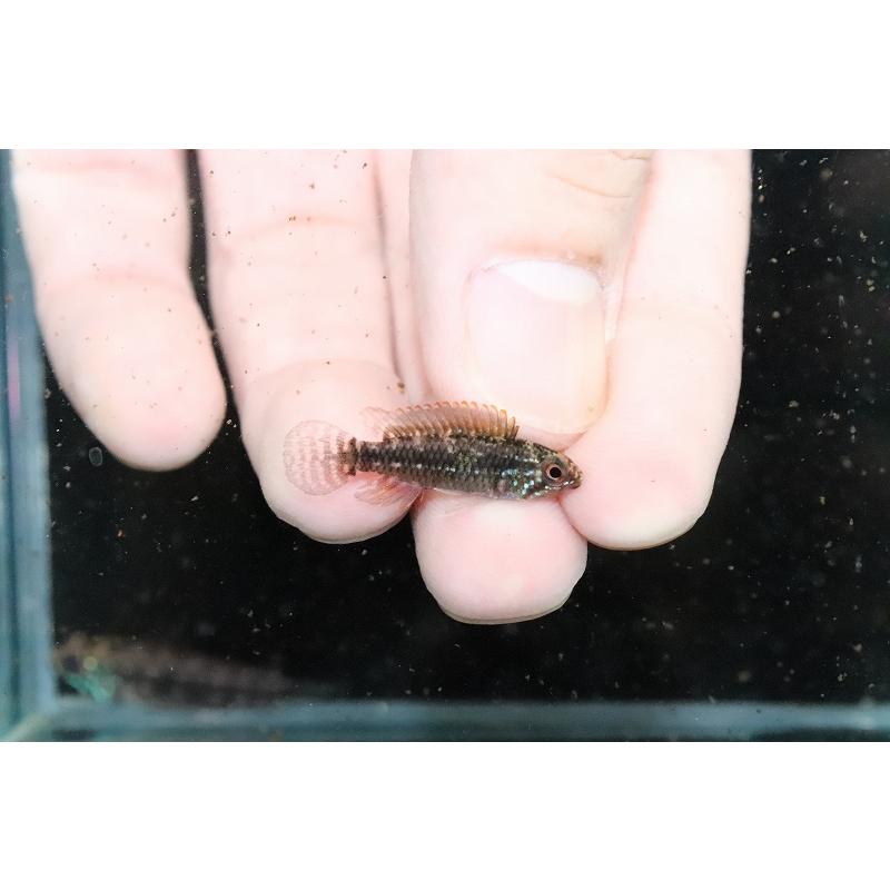 【淡水魚】No2 アピストグラマ sp ミウア ワイルド【１ペア 個体販売】(アピストグラマ) アピストグラマ
