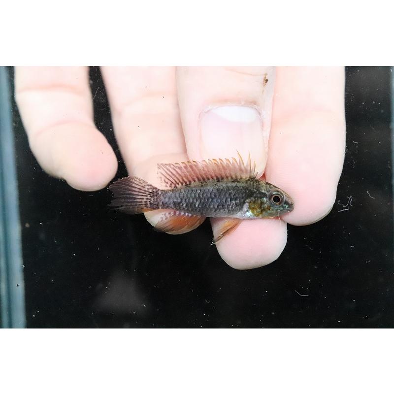 日本大人気 淡水魚 特価 No8 頬赤 アピストグラマ エリザベサエ レッド ネグロ産 ワイルド １ペア 個体販売 アピスト ショッピング特価 Ssl Daikyogo Or Jp