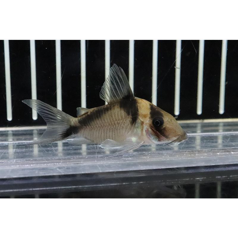 淡水魚 コリドラス 6cm Af32 ならショッピング ランキングや口コミも豊富なネット通販 更にお得なpaypay残高も スマホアプリも充実で毎日どこからでも気になる商品をその場でお求めいただけます ペット用品 生き物 激レア 熱帯魚 自然交配ハイブリッド