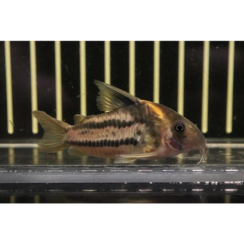 最も優遇 淡水魚 大特価 No7 コリドラス スーパーパラレルス ワイルド 個体販売 6cm コリドラス 楽天ランキング1位 Sachigeo Com