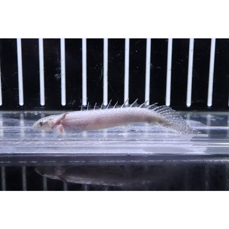 オンラインストア通販 淡水魚 激レア プラチナ ポリプテルス デルヘジィ 個体販売 6cm 大型魚 日本売 Ssl Daikyogo Or Jp
