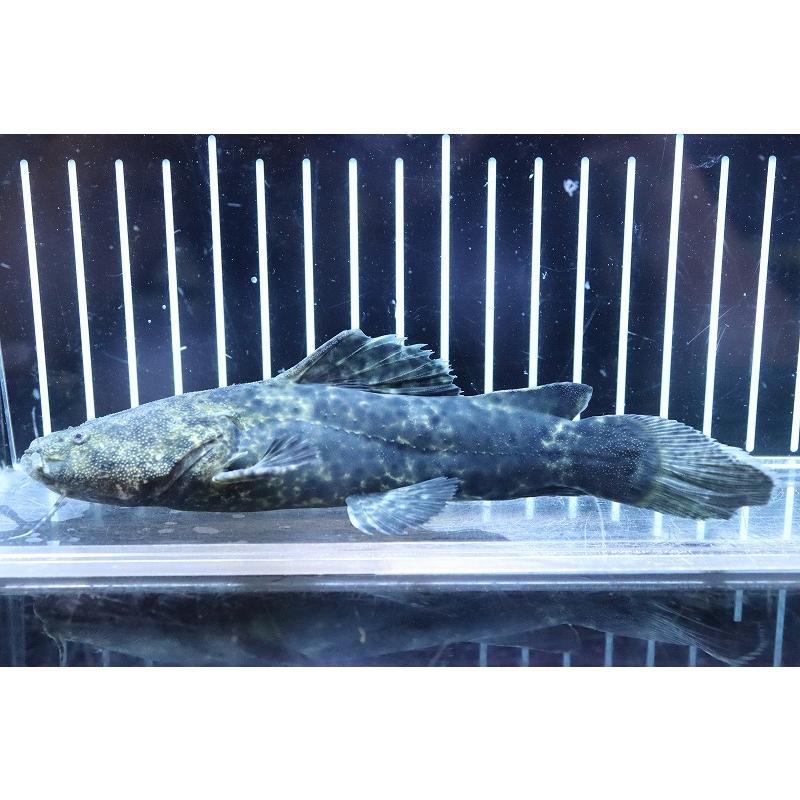 代引き人気 淡水魚 超大特価 ワイルド 個体販売 15cm 大型魚 オレンジキャット No1 観賞魚生体 Dado Com Co