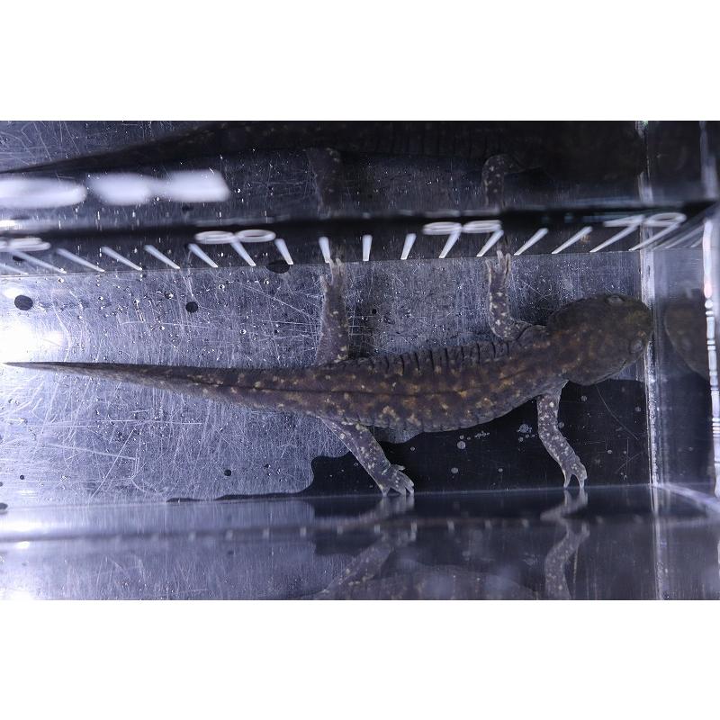 超美品 変態化 淡水魚 激レア ハイブリッド マーブル 17cm アンダーソンサラマンダー ウーパールーパー 観賞魚生体 Savannah Osc Com