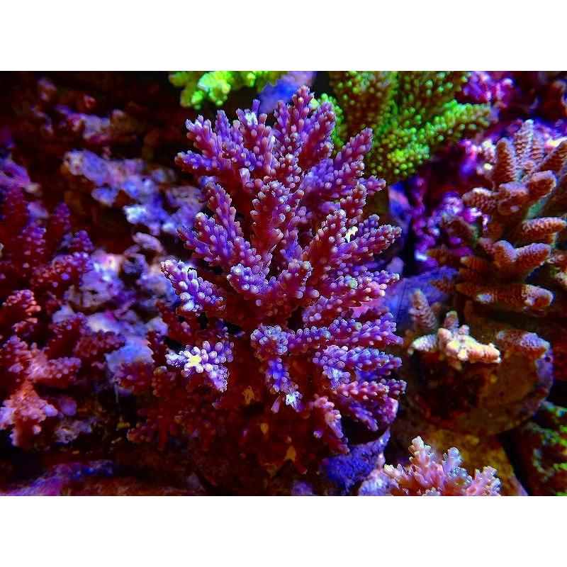 ランキング サンゴ 観賞魚 サンゴ ブリードミドリイシsp 美カラー 個体販売 13ｃｍ No 8 生体 アクアリウム ペット 生体 海水魚 観賞魚生体 Www Pqstarch Com